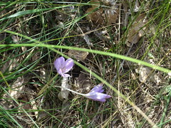 Colchicum