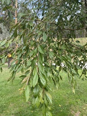 Prunus pendula