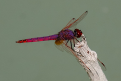 Trithemis annulata