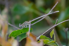 Platycnemis dealbata