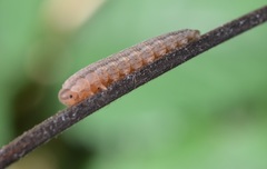 Tenthredopsis litterata