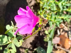 Oxalis arenaria