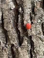 Trombidium auroraense