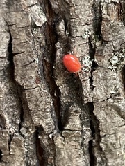 Trombidium auroraense