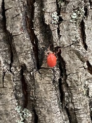 Trombidium auroraense