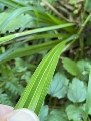 Carex agastachys