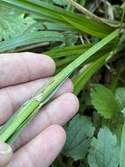 Carex agastachys