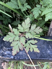 Geranium robertianum
