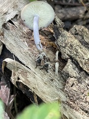 Calocybe ionides