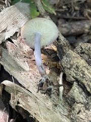 Calocybe ionides