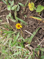 Zornia diphylla