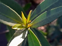 Colliguaja salicifolia