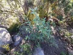 Colliguaja salicifolia