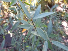 Colliguaja salicifolia