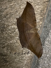 Dalima schistacearia