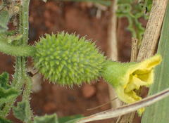 Cucumis zeyheri