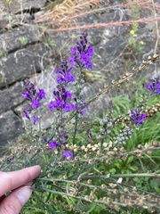 Linaria purpurea