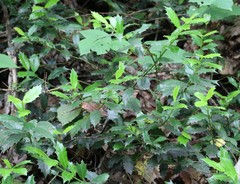 Ilex colchica