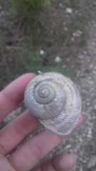 Helix schlaeflii