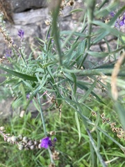 Linaria purpurea