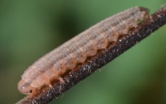 Tenthredopsis litterata