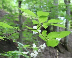 Philadelphus caucasicus