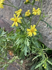 Senecio