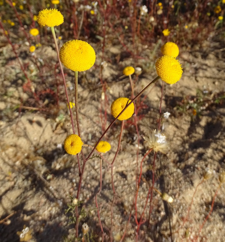 Orange Stinkweed