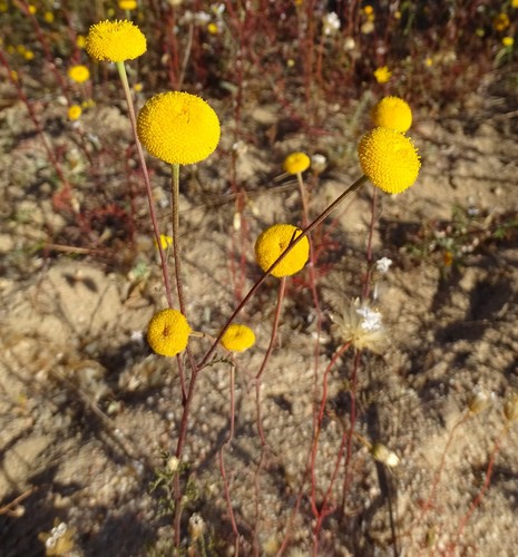 Orange Stinkweed (Oncosiphon intermedius)