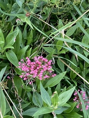 Centranthus ruber