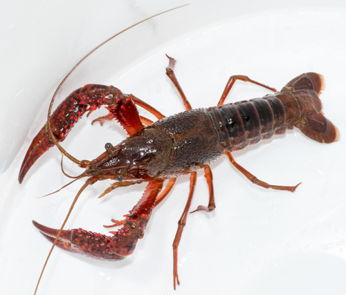 red swamp crawfish