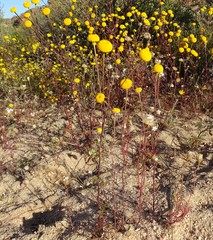 Oncosiphon intermedius