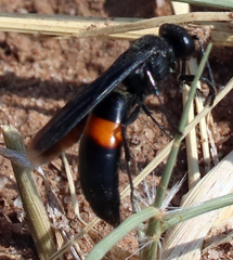 Stizoides renicinctus