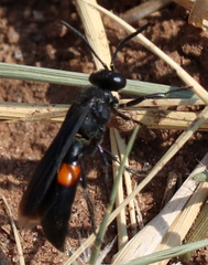 Stizoides renicinctus