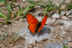 Lycaena asabinus