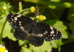 Chlosyne lacinia crocale