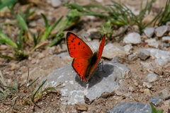 Lycaena asabinus