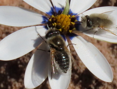Corsomyza tricellulata