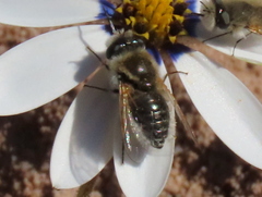 Corsomyza tricellulata