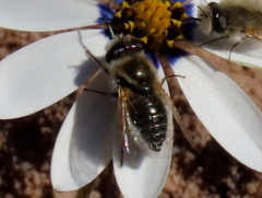 Corsomyza tricellulata