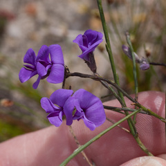 Amphithalea biovulata