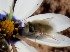 Corsomyza tricellulata
