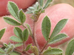 Leobordea divaricata