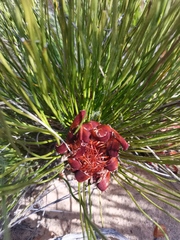 Protea restionifolia