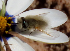 Corsomyza tricellulata