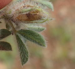 Leobordea divaricata