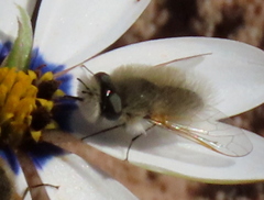 Corsomyza tricellulata