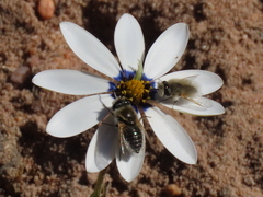 Corsomyza tricellulata