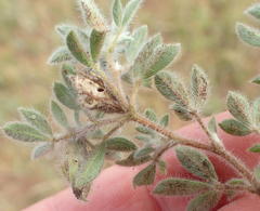 Leobordea divaricata