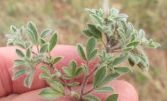 Leobordea divaricata